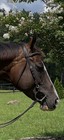 Tom Balding Brown Dot Slick 50 Snaffle Bit New