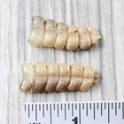 2 Rattlesnake Rattles   9754    Taxidermy Diamondback Sidewinder
