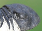 Trilobite Fossil  Paralejurus  Hamlagdadicus  From Morocco    4