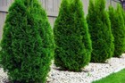 Thuja Occidentalis  smaragd   300 Seeds 