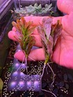 Ludwigia Sphaerocarpa Mini Rare Live Aquarium Plant