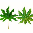 25gdried Whole Castor Leaves Ceylon Organic Natural Herbal Primium Quality New