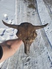 Bison Skull Cap Real Historic Buffalo Skull River Find