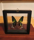 Urania Ripheus  Real Framed Moth Butterfly Madagascar Sunset Shadow Box