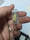 Wheat Plant  Preserved In Resin  Educational Natural Curiosity Flower Taxidermy