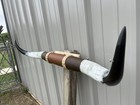 Mounted Steer Horns  4 Feet Longhorn Polished Mount Bull Cow