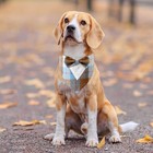 Fall Dog Tuxedo Bandana Orange Plaid Collar Bowtie Halloween Thanksgiving Pet