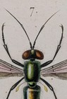 Antique 1840s Copper Engraving Georges Cuvier Snipe Flies Plate 169