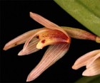 Maxillaria Breviscapa  grandimenium   Orchid Species