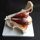 New Eye Model Anatomical Eye Model  Magnification 3x Human Eye Model Optical