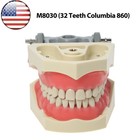 Us Columbia Dentoform Dental 860 Type Typodont Model With 32pcs Removable Teeth