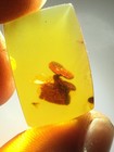 Burmese Burmite Cretaceous Rare Ganoderma Lucidum Insect Fossil Amber Myanmar