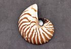 Natural Nautilus Seashell Left Cut Single Half  1 Half Shell Approx  5  Inches 