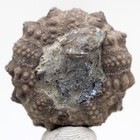 Sea Urchin Fossil Shell Mineral Echinoid Echinoderm Specimen Morocco