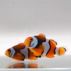 Bali Black Picasso Clownfish Pair Wysiwyg J09