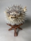 Large 10  Dried Blowfish  Pufferfish  Balloonfish  Spiny Puffer Taxidermy