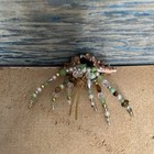 Hermit Crab Handmade Beads   Sea Shell  2 25   x5   beach Decor