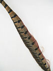 Ring-necked Pheasant Tail Feathers 14-16 Per 6