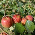 Hybrid Apple Ber Indian Jujube   Kashmiri   Graft Plant   1 Bare-root Plant