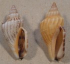Strombus Labiatus 2 Shells 33 35mm West Pacific