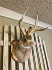 Jackalope   Mile-deer Antlers    Horns  Cape  Western Art 