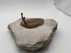 Asaphus Kowalewskii Trilobite Fossil Museum Quality Specimen  Free Shipping Us