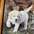 Vintage Labrador Retriever Puppy   Squirrel Wood Frame Print 16 5x13 5 Artist Ju
