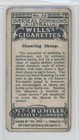 1915 Wills Overseas Dominions  australia  Tobacco Shearing Sheep  33 12hh