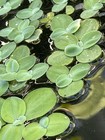 3 Aquarium Plant Combo Java Moss Dwarf Water Lettuce Guppy Grass