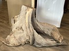 Driftwood Huge 45 Lbs 36    X 22      Pine Taxidermy Beach House Decor Beautiful Obo