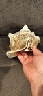Large Queen Pink Conch Shell Natural Sea Shell Beach Coastal Wedding Decor 7-10
