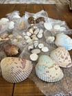Beautiful Sea Shell Assortment  What You See Is What You Get     