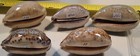 Cypraea Eglantina 5 Specimens Read