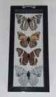 Real Framed Butterflies 4 Amazing Butterflies Mounted Double Glass Size 4 5x10 5