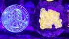 Wysiwyg 24k Leptoseris Coral Frag Super Bright Glowing Free Shipping