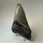 Megalodon Shark Tooth 4 48 Inch- Serrated - Authentic Fossil - Natural 19564