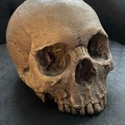 Faux Human Skull Full Size Realistic Replica Science