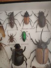 Entomology Bug Collection Framed Display