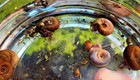 12  Ramshorn bladder Snails - Live  mixed Sizes  Aquarium Cleaners algae Eaters