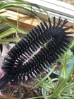 Vtg Stanley Home Products Lifetime Clothes Brush In Box Mcm Grooming