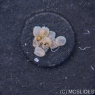 Vintage Microscope Slide  Fluorescence Moth Eggs For Reflected Light