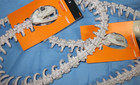 Two 40  Skeleton Snakes From Targets Hyde And Eek  Boutique  Halloween
