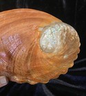 Large 9    X 6    Red Abalone Shell     Natural   Unpolished  Haliotoidea