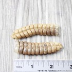 2 Extra Large Rattlesnake Rattles   7057    Taxidermy Diamondback Sidewinder