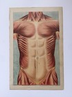 3 Boards --1884 Human Anatomy Boards W  Layered Fold Out Body Info