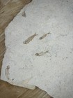 Knightia Fossil Fish Mortality Plate 7 Fishes 17  X 15  Green River Formation Wy