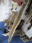 Bull Snake Skin Snake Hide Dry Tanned Bow Wrap Blanks Snake Art Nice 52 In  Z2