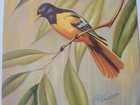 Vintage Rf Harnett Oriole Birds Lithograph Wall Art Print Kaplan Co 36  X 12 