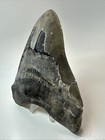 Megalodon Shark Tooth 6 07 Inch - Massive - Serrated Fossil - Authentic 19169