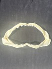 Bull Shark Jaws 13 X 7 Inches Taxidermy Non Endangered Species